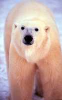 The Barents Sea is home to polar bears.