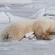Pete Ewins of WWF Canada's compelling photograph of a male polar bear testing newly frozen ice in Churchill, Manitoba, Hudson Bay, November 2008. © WWF / Pete Ewins