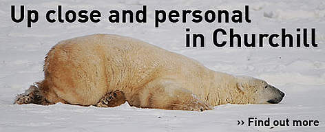 Up close and personal with polar bears in Churchill, Manitoba, Canada. / ©: Geoff YORK / WWF International From the Tundra Buggy® Lodge and made possible by Polar Bears International / ©: Geoff YORK / WWF International From the Tundra Buggy® Lodge and made possible by Polar Bears International