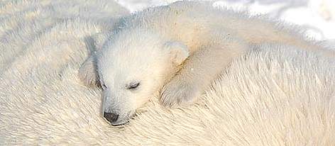 A polar bear cub sleeps on its mother. / ©: WWF / Geoff York rel=