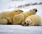 Arctic wildlife is contaminated with the flame retardant deca-BDE.<BR>