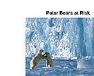 Polar Bears at Risk