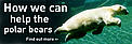 Find out more about what we can do to save the polar bear as a wild species / ©: WWF / Flickr user exfordy, under a Creative Commons Attribution Licence / ©: WWF / Flickr user exfordy, under a Creative Commons Attribution Licence