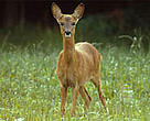 Western roe deer (<I>Capreolus capreolus</I>), Biebrza, Poland.