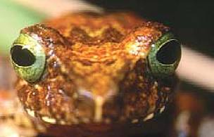 This tree frog, Polypedates chlorophthalmus, is one of the species new to science in Borneo. / ©: © Dr Indraneil Das / ©: © Dr Indraneil Das