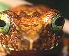 This tree frog, Polypedates chlorophthalmus, is one of the species new to science in Borneo.