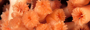 Polyps of the deep-sea, cold-water coral Lophelia pertusa, Trondheimsfjorden, Norway. / ©: WWF-Canon / Erling SVENSEN Polyps of the deep-sea, cold-water coral <i>Lophelia pertusa</i>, Trondheimsfjorden, ... / ©: WWF-Canon / Erling SVENSEN