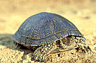 European pond turtle
Emys orbicularis
Danube-Carpathian.
Ukraine. / &copy;: (c) WWF-Canon / Anton VORAUER