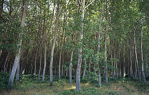 CCS policies must be shaped to minimize environmental and social harm, in harmony with nature and ... / ©: WWF-Canon / Michel Gunther / ©: WWF-Canon / Michel Gunther