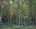 The new agreement on carbon sinks does not exclude monoculture plantations, but at least does acknowledge that sinks projects are temporary and can be reversed by fire and other threats.