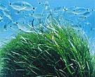 Posidonia sea-grass meadows, an important defense against beach erosion, were damaged by sand dredging undertaken by the Spanish government.