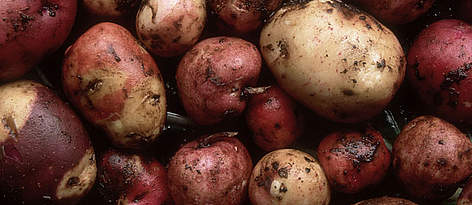 Over 56 varieties of potato are grown on Raices Andinas reserve, Laguna La Cocha, Colombia. / ©: Edward Parker / WWF-Canon rel=