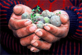 Potatoes are very diverse in the Andes, where over 100 varieties are sometimes grown in a single ... / ©: WWF-Canon / Diego M. GARCES / ©: WWF-Canon / Diego M. GARCES