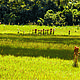 &copy; Fernando Allen for WWF Paraguay