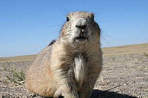 Prairie dogs are small, burrowing rodents native to the grasslands of North America. / ©: WWF-US / Tom Lalley / ©: WWF-US / Tom Lalley