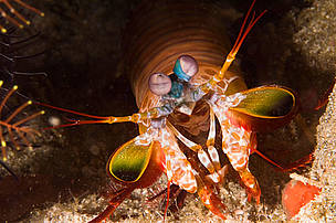 Close up of a Mantis shrimp (Stomatopod, Odontodactylus scyllarus), Raja Ampat, Indonesia. / ©: © Robert Delfs / WWF-Canon / ©: © Robert Delfs / WWF-Canon