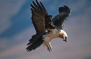 Bearded vulture, Drakensberg Range, South Africa. / ©: Martin Harvey / WWF-Canon / ©: Martin Harvey / WWF-Canon