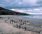 Spanish soldiers cleaning up a beach on the Galician coast after the tanker <I>Prestige</I> spilled oil on 13 November 2002.