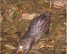 Asiatic Bush-tailed Porcupine