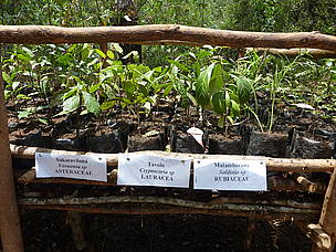 Fandriana: production of indigenous tree and plant species in community nurseries / ©: Air France / Nicolas Petteau / ©: Air France / Nicolas Petteau