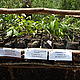 Fandriana: production of indigenous tree and plant species in community nurseries © Air France / Nicolas Petteau