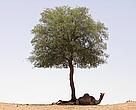 Camel resting in the shade of a ghaf tree