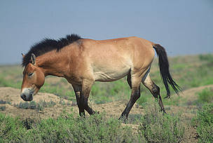 Przewalski's horse (Equus ferus przewalskii), Karsinskaja steppe, Uzbekistan. / ©: Hartmut JUNGIUS / WWF-Canon Przewalski horse, Karsinskaja steppe, Uzbekistan. / ©: Hartmut JUNGIUS / WWF-Canon