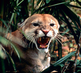 / &copy;: WWF-Canon / Anthony B. RATH