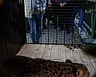 Vladimir Putin observes the transfer of female Perisan leopard from Iran to a reintroduction center in Russia.