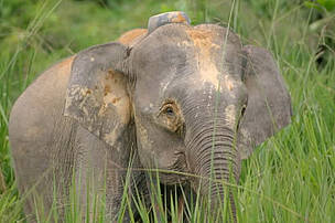 Data reveals there are probably not more than 1,000 Borneo pygmy elephants left in Sabah, Malaysia, less than the 1,600 or so previously estimated. - © WWF-Canon / A. Christy Williams