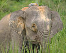 Data reveals there are probably not more than 1,000 Borneo pygmy elephants left in Sabah, Malaysia, less than the 1,600 or so previously estimated.