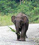 Bornean Pygmy elephant (<i>Elephas maximus borneensis</i>) calf. / &copy;: WWF-Canon / Cede PRUDENTE