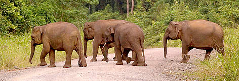 Herd of Bornean Pygmy elephants (Elephas maximus borneensis) crossing a road. / ©: WWF / Cede PRUDENTE rel=