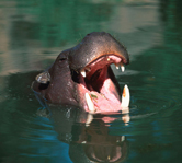  / &copy;: WWF-Canon / Martin HARVEY