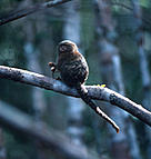  / &copy;: WWF-Canon / Edward PARKER