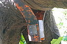 Radio collar around the neck of a Bornean Pygmy elephant (<i>Elephas maximus ... / &copy;: WWF-Canon / A. Christy WILLIAMS