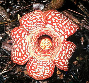Rafflesia pricei just opened to full flower. / ©: WWF-Canon / Gerald S. CUBITT Rafflesia pricei just opened to full flower. / ©: WWF-Canon / Gerald S. CUBITT