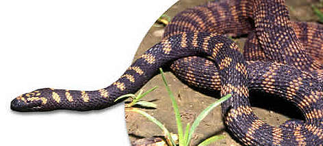 Rainbow water snake. / ©: WWF Rainbow water snake. rel=