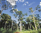 Bolivia has certified more than two million hectares of its tropical forests. Rainforest, Manuripi National Wildlife Reserve, Pando, Bolivia.