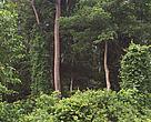 Rainforest of the Western Region of Ghana 
