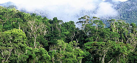 Forêt tropicale humide. Andapa, Madagascar. / ©: WWF-Canon / Edward PARKER rel=