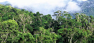 Rainforest. Andapa, Madagascar / ©: WWF-Canon / Edward PARKER / ©: WWF-Canon / Edward PARKER