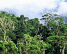 Rainforest. Andapa, Madagascar