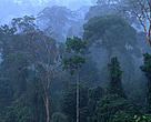 Rainshower in the rainforest Borneo, Malaysia.