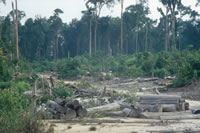 Clearing of tropical rainforest for paper industry, palm oil and other plantations, Tesso Nilo, Riau Province, Sumatra, Indonesia
