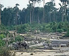 Clearing of tropical rainforest for paper industry, palm oil and other plantations, Tesso Nilo, Riau Province, Sumatra, Indonesia