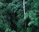 Tropical Rainforest. Western Congo Basin. 