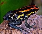 •	One of the most extraordinary species, the Ranitomeya amazonica, a frog with an incredible burst of flames on its head, and contrasting water-patterned legs. The frog’s main habitat is near the Iquitos area in the region of Loreto, Peru, and is primary lowland moist forest. The frog has also been encountered in the Alpahuayo Mishana National Reserve in Peru.