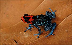 Ranitomeya Benedicta