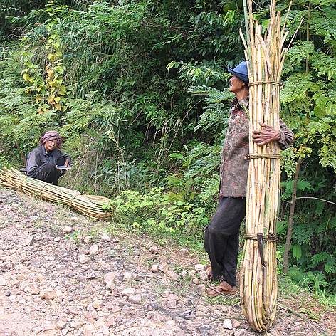 Collecting rattan is an important source of income in rural Cambodia, as shown here in Kampot ... / ©: Khou Eang Hourt / WWF-Cambodia / ©: Khou Eang Hourt / WWF-Cambodia